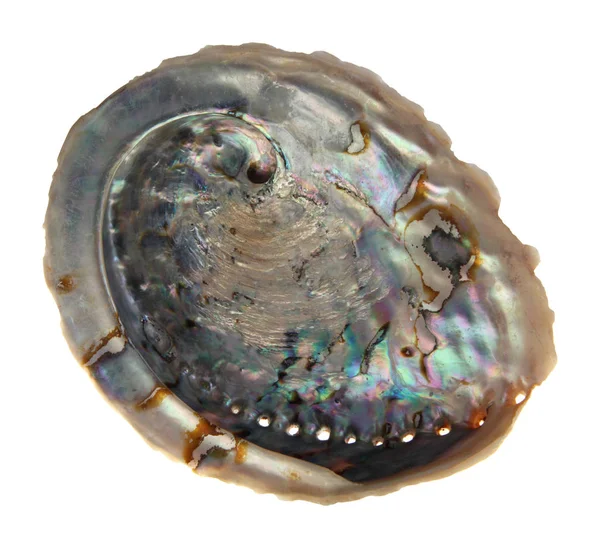 Studio shot oester schelp — Stockfoto