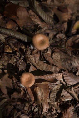 Istanbul, Belgrad Ormanı, yakın çekim, mantar büyüyen açık havada