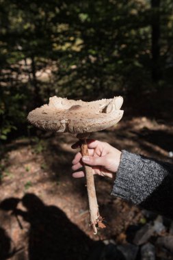 Istanbul, Belgrad Ormanı, yakın çekim, mantar büyüyen açık havada