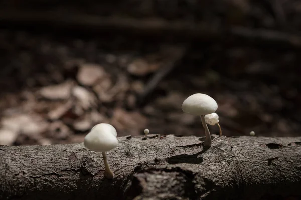 Стамбул, Белградский лес, крупный план выращивания грибов на открытом воздухе — стоковое фото