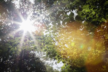 Of sunlight arka plan çarpıcı sonbahar yaprakları arasında parlayan güneş
