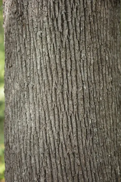 Árbol detalle del tronco textura como fondo natural . — Foto de Stock