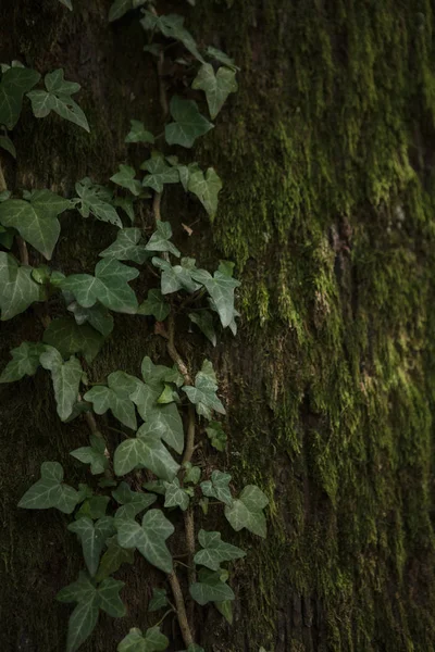 Corteccia di un vecchio albero con muschio e edera — Foto Stock