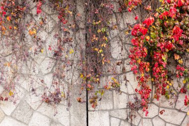 Bitki kırmızı yaprakları ile sonbaharda eski taş duvara tırmanma. Hedera helix, İngilizce Ivy