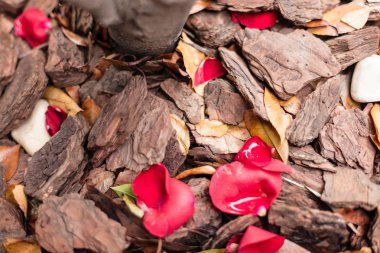 Sonbahar yaprakları, çakıl ve su damla dekorasyon için kırmızı gül yaprakları ile ezilmiş ağaç kabuğu doku arka plan 