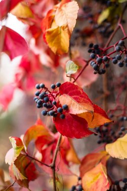 Sarmaşık yaprakları ve tohum Hedera helix, İngilizce Ivy, Avrupa sarmaşık veya sadece Ivy görünümü sonbahar sezonu, yakın bir kaç hafta boyunca kırmızı döndü