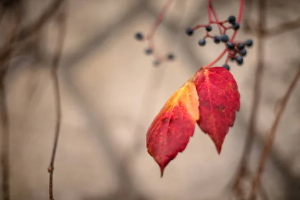 Ivy leaves and seeds  have turned red during a few weeks in the autumn season , Close up view of leaves very depth of focus. — Stock Photo, Image