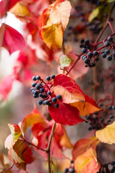 Sarmaşık yaprakları ve tohum Hedera helix, İngilizce Ivy, Avrupa sarmaşık veya sadece Ivy görünümü sonbahar sezonu, yakın bir kaç hafta boyunca kırmızı döndü