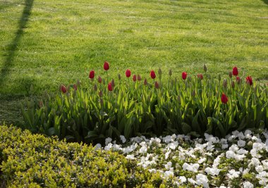 Yeşil çim ile güneş ışığı altında kırmızı lale güzel görünümü