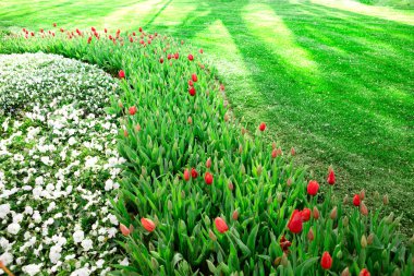 Beyaz çiçekler ve Lale arka plan yeşil çim ile