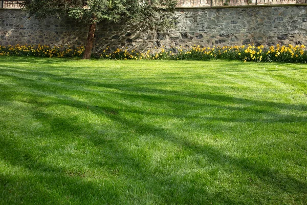 Grünes Gras mit Steinmauer Hintergrund — Stockfoto
