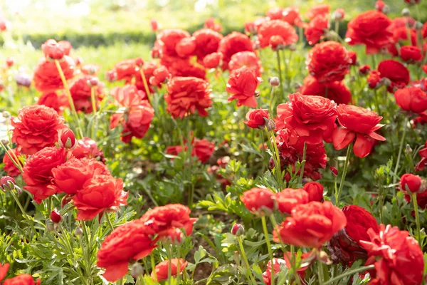 Sunny flowers background. Close up view