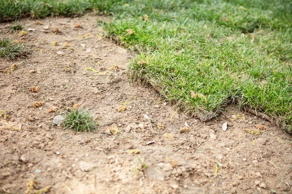 Césped recién puesto en el jardín — Foto de Stock