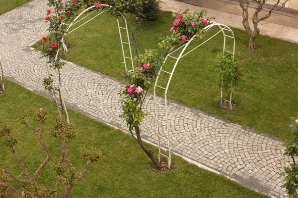 Pink spring flowers training over an arched arbour or trellis over a garden path in a neat green lawn viewed from above looking down