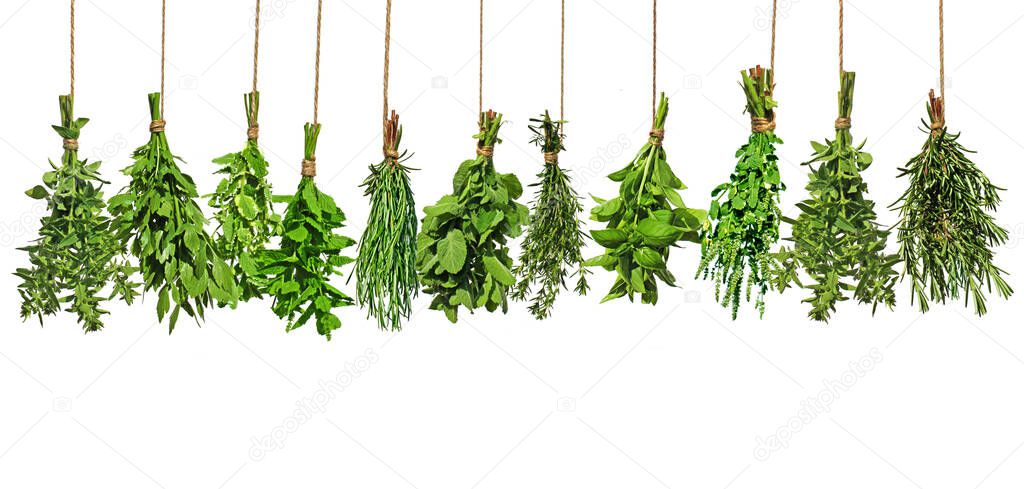 Various fresh herbs hang in bundles to dry