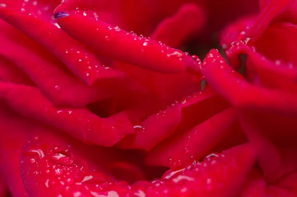 Water drop on red rose petals. — Stock Photo, Image