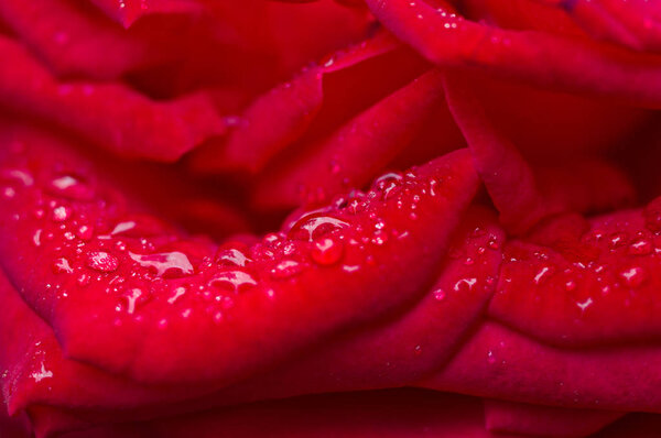 Water drop on red rose petals. Macro