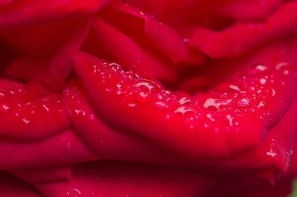 Goutte d'eau sur les pétales de rose rouge. Macro — Photo