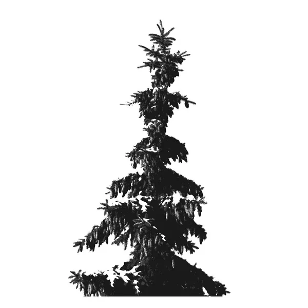 Silhouette de sapin noir isolée sur fond blanc — Image vectorielle