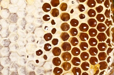 Tatlı bal ile petek.