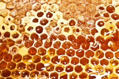 Tatlı bal ile petek.