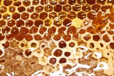 Tatlı bal ile petek.