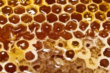 Tatlı bal ile petek.