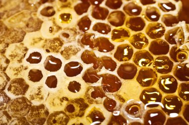 Tatlı bal ile petek.