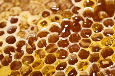 Tatlı bal ile petek.