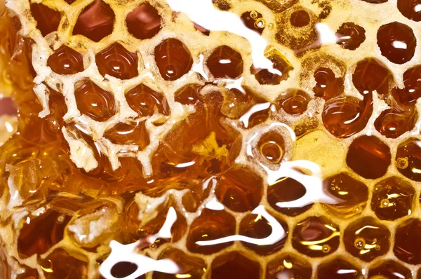 Honeycomb with honey in closeup. — Stock Photo, Image