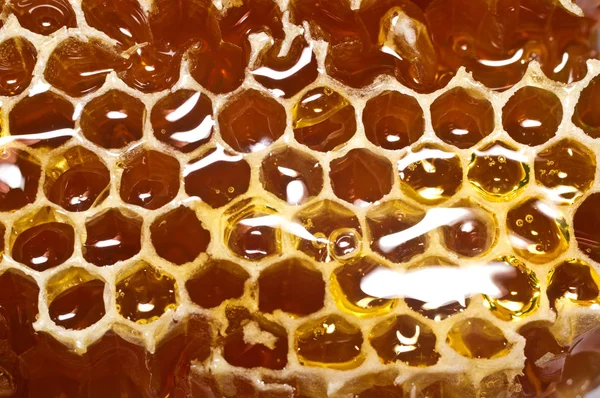 蜂窝纸板与蜂蜜中特写. — 图库照片