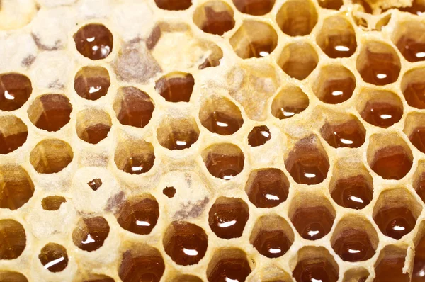 Panal con miel en primer plano . —  Fotos de Stock
