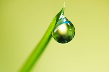 Güzel çiğ çim makro güzel yumuşak li üzerinde bir düşer