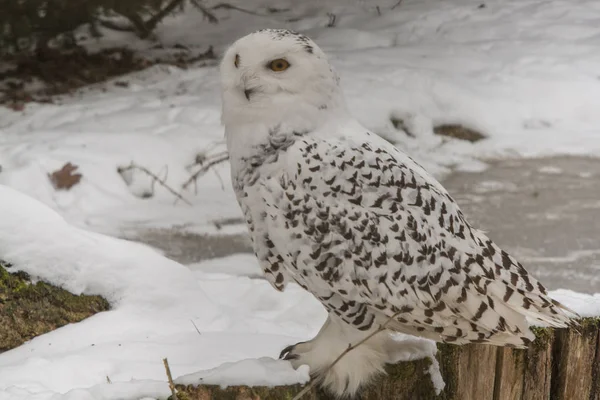 Snowy owl, portrait