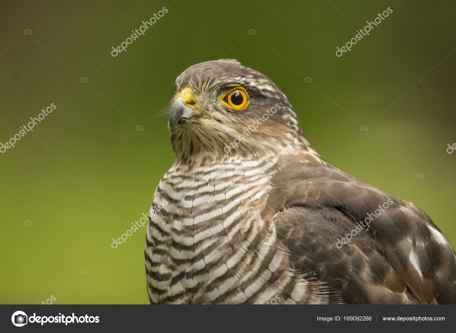 Falcão, ave de rapina — Fotografias de Stock © Pluto51 ...