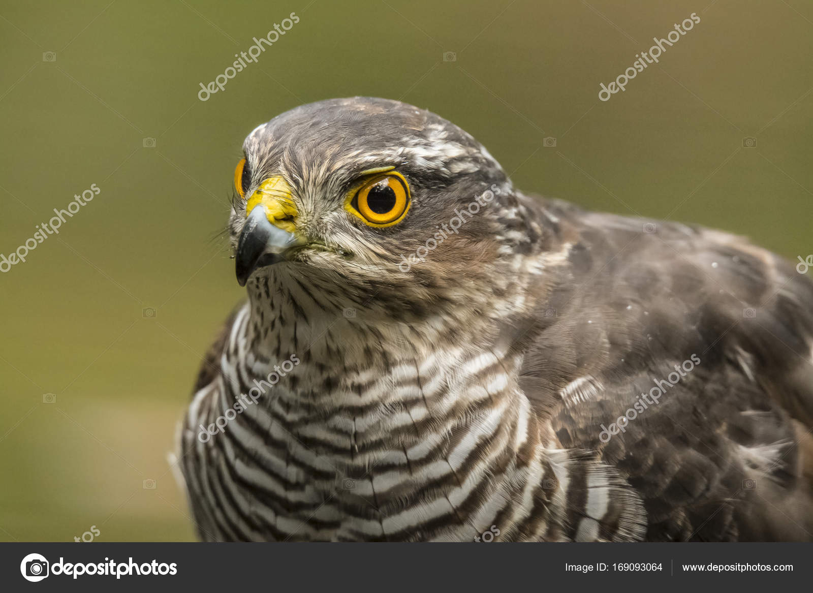 Buse Variable Common Buzzard Buteo Buteo