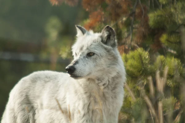 Rocky Mountains Wolf