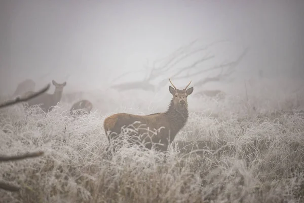 Deer in winter and mist