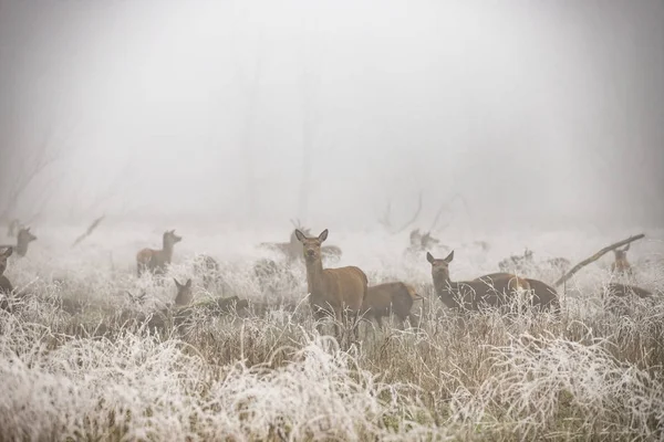 Deer in winter and mist