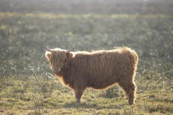 Scottish Highlander, cattle, Bos Taurus.