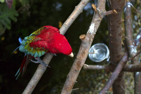 Perroquet à ailes vertes — Photo