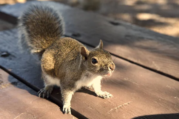 Squirrel in the Park