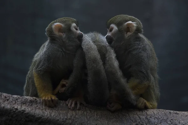 Любовь обезьян — стоковое фото