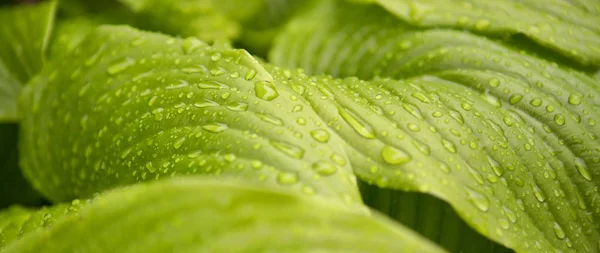 Hosta yaprakları yağmur altında