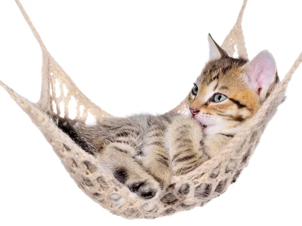 Short Hair brindle kitten sleep in hammock — Stock Photo, Image