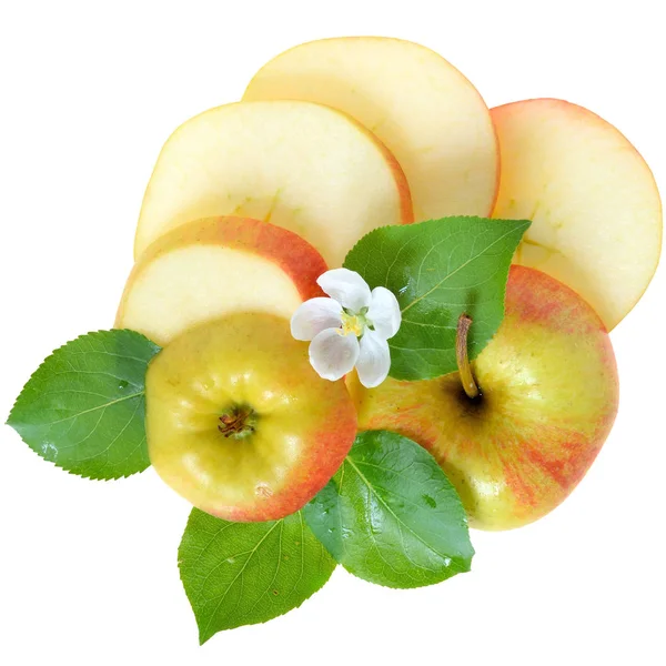 Leaves, flowers and apple slices isolated top view. — Stock Photo, Image