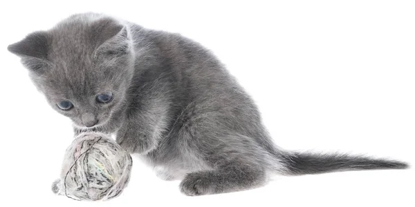 Small gray shorthair kitten plays with ball of yarn — Stock Photo, Image