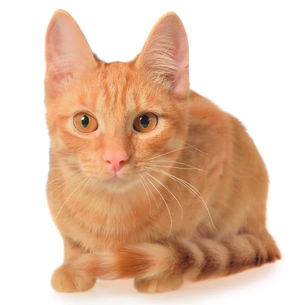 Orangefarbenes Kätzchen liegt isoliert. — Stockfoto
