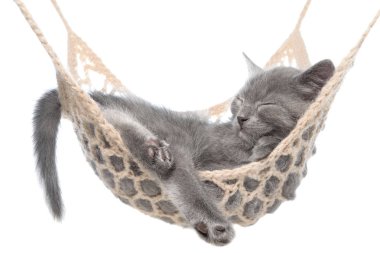 İzole hamakta uyuyan sevimli gri kedicik