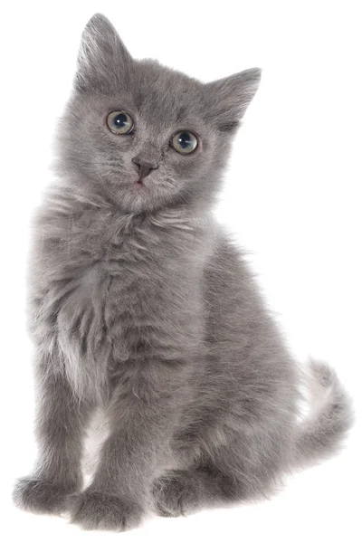 分離された小さな灰色の長い髪の子猫に座って — ストック写真